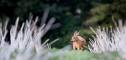 faune-011