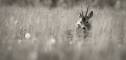 faune-037