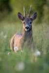 faune-023
