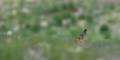 faune-022