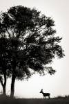 faune-029