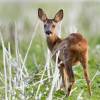 faune-009